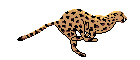cheetah2.gif (7232 bytes)